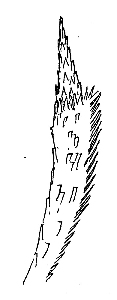 Labiale palp van een Elachista-soort (Elachistidae).